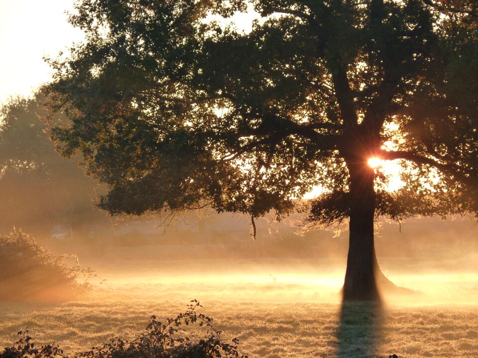 Morning nature tree
