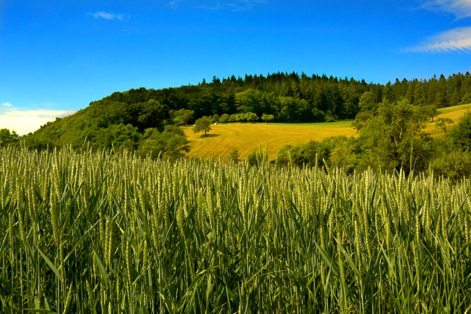 Agriculture summer nature