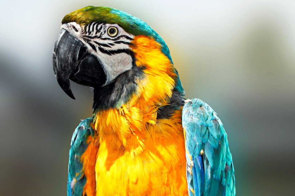 Colorful plumage bill