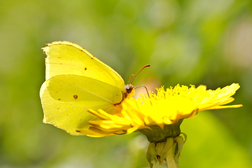 Drexel yellow dandelion