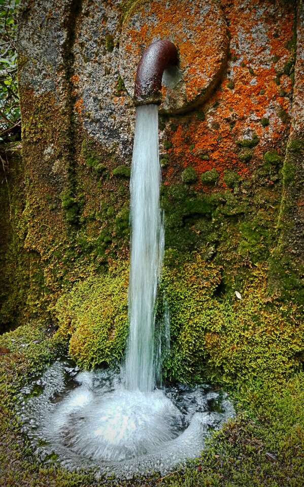 Clear water water gardens photo