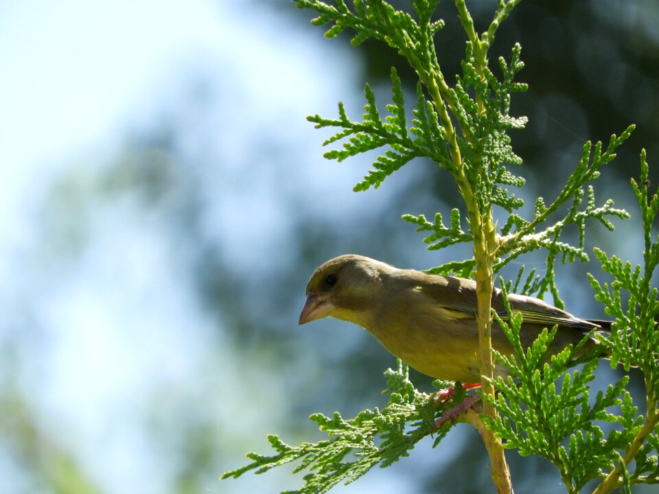 Plumage birds songbird
