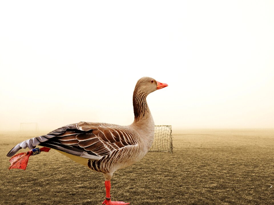 Water bird sport funny