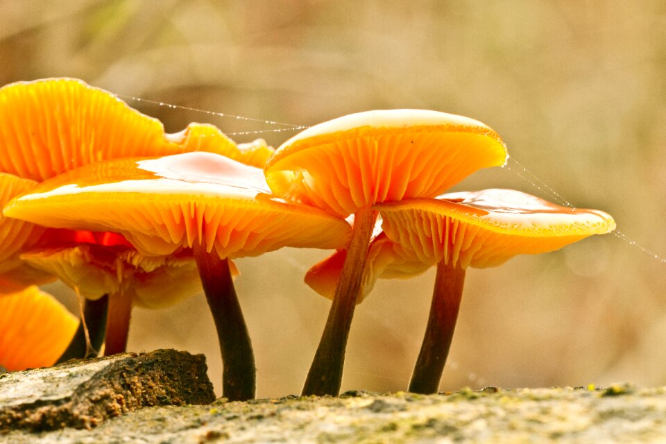 Mushroom mushrooms sponge