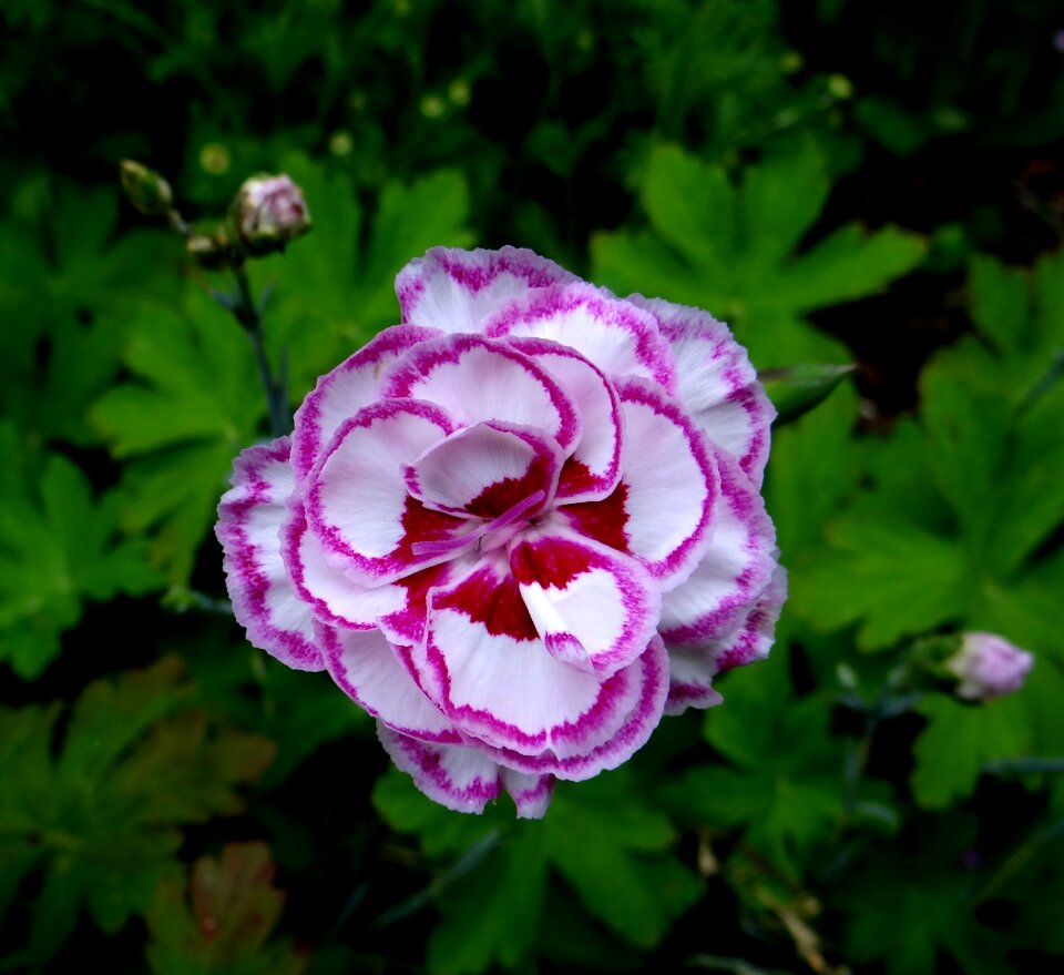 White-laced carnation dianthus flowers