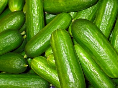 Vegetarian green garden cucumber photo