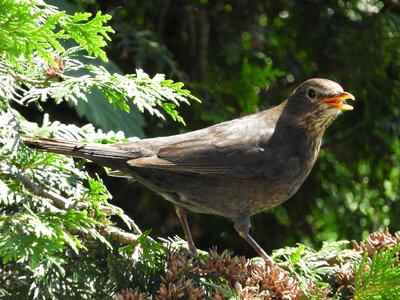 Blackbird bill nature