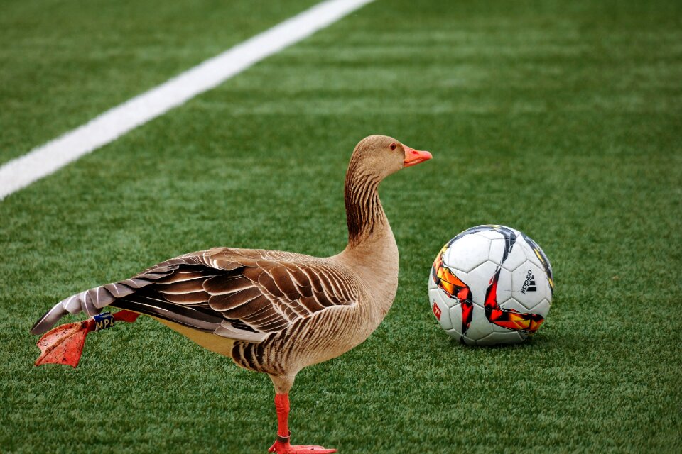 Water bird sport funny
