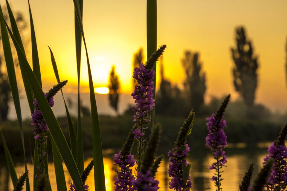 Sun evening summer