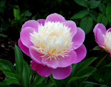 Pink white peony flower paeonia photo