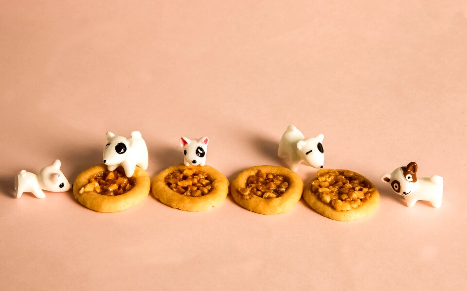 Moe the puppy eat biscuit