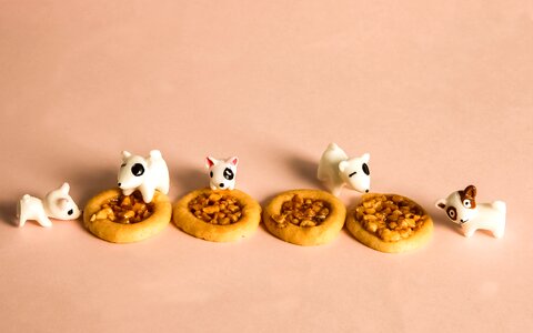 Moe the puppy eat biscuit