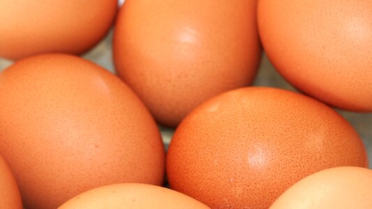 Chicken shell organic