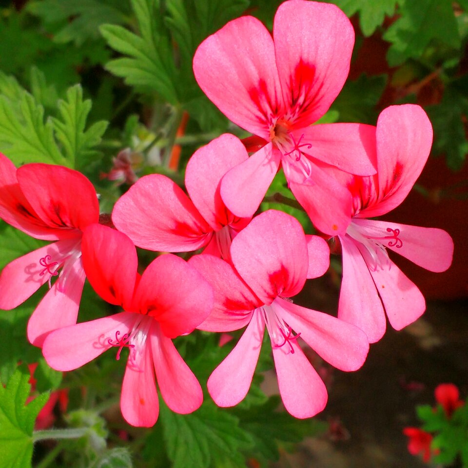 Flowers petal botanical