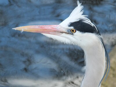 Wildlife beak fauna