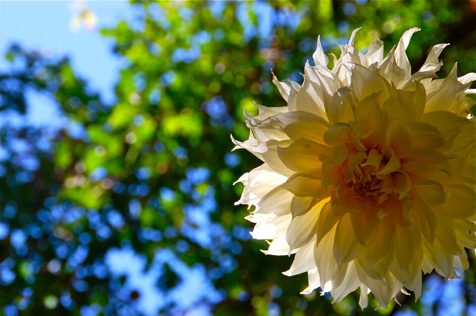 Yellow flower garden