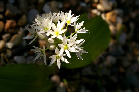 Flowers nature wild vegetables