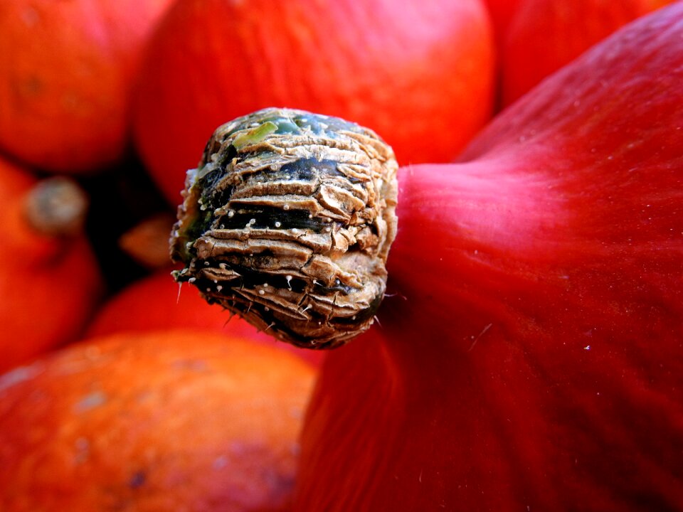 Decoration vegetables harvest