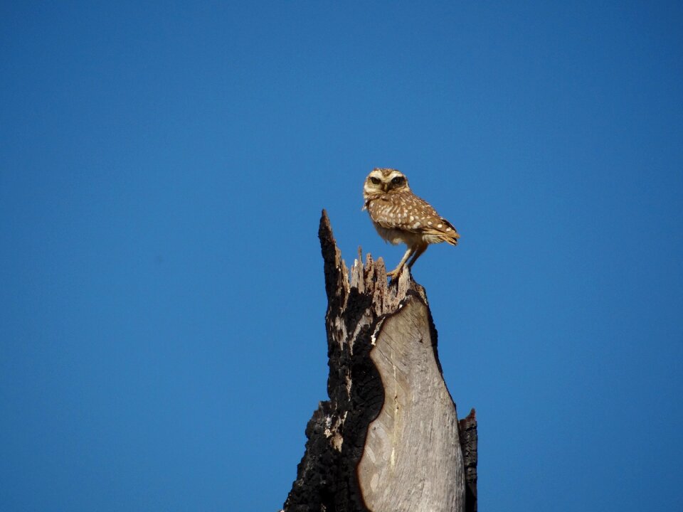 Owl bird blue sky