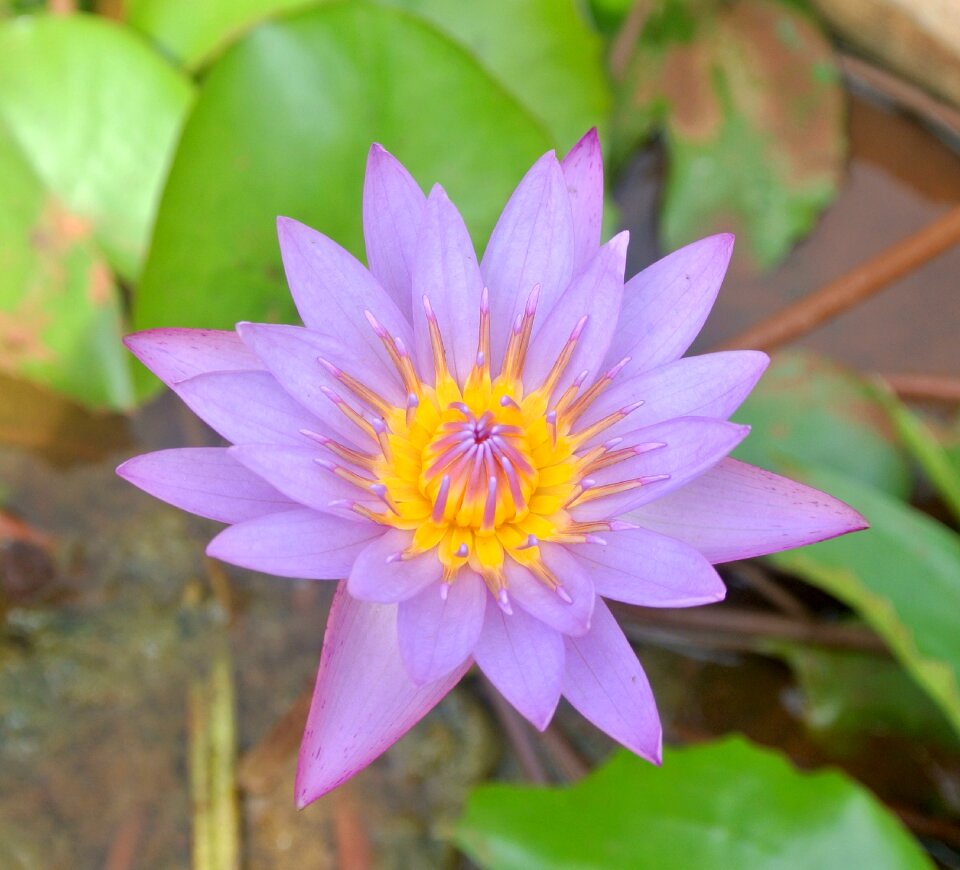 Bloom blooming botanical