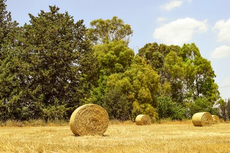 Straw agriculture countryside photo