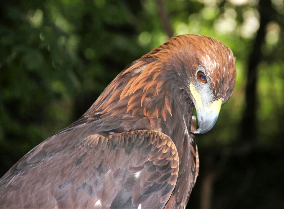 Bird of prey bird heraldic animal