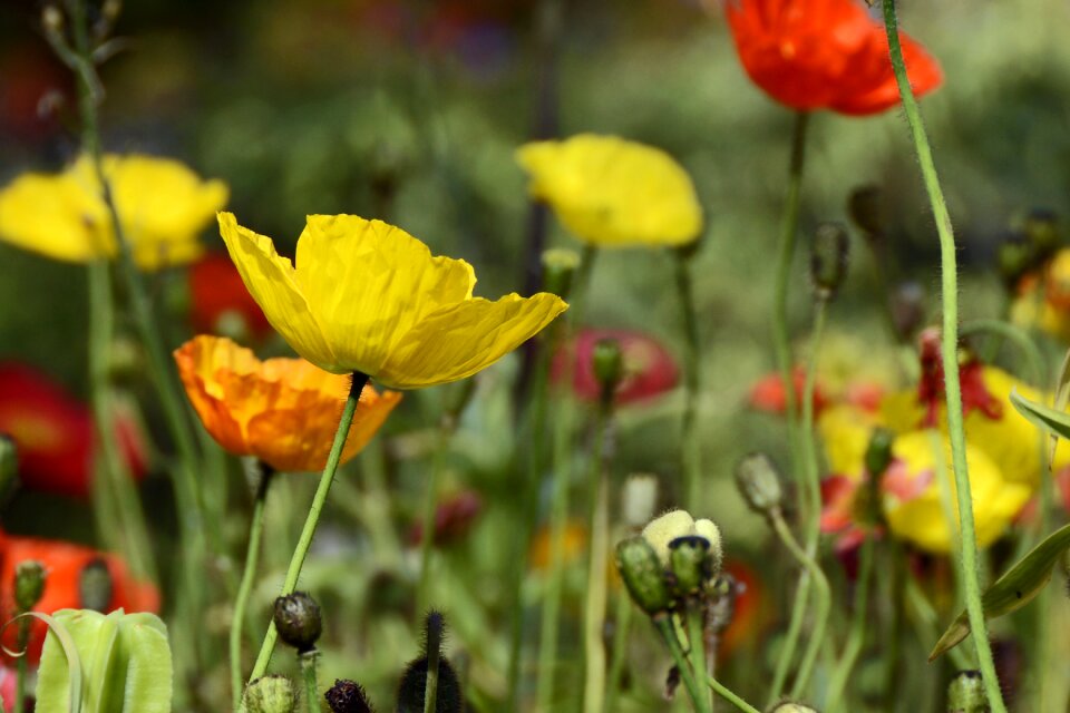 Yellow red orange photo