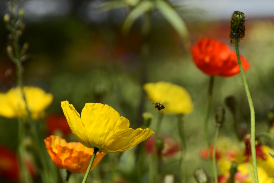 Yellow red orange photo