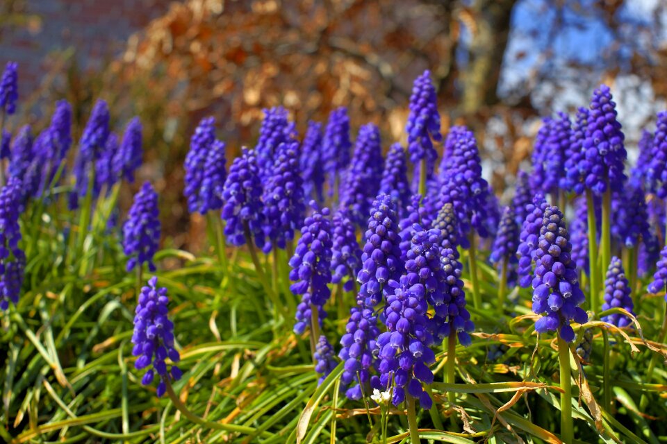 Nature plant garden