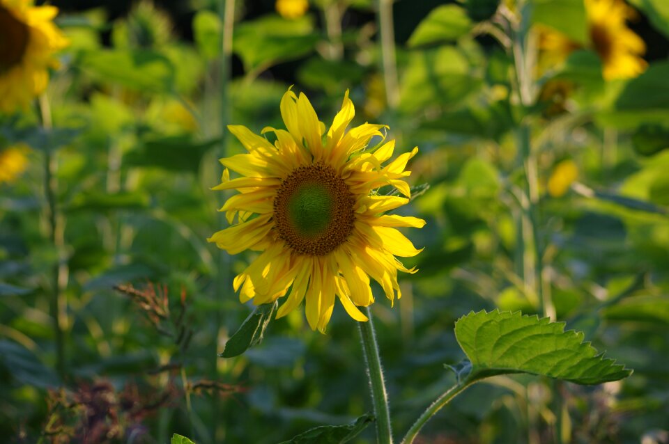 Yellow blossom bloom