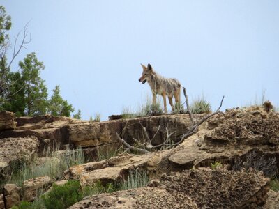 Desert wildlife natural