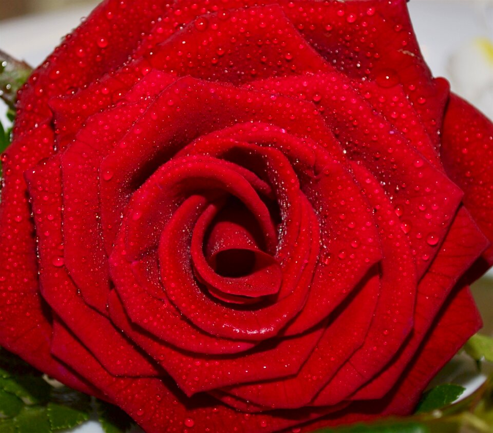 Wet rose water droplets