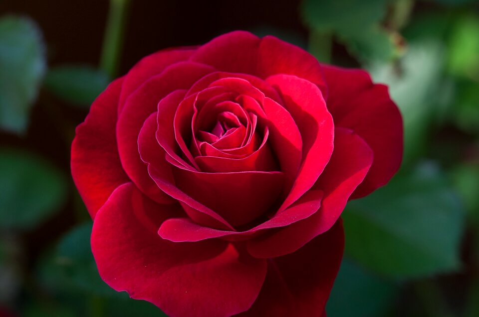 Red rose blossom bloom