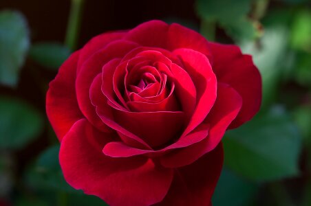 Red rose blossom bloom photo
