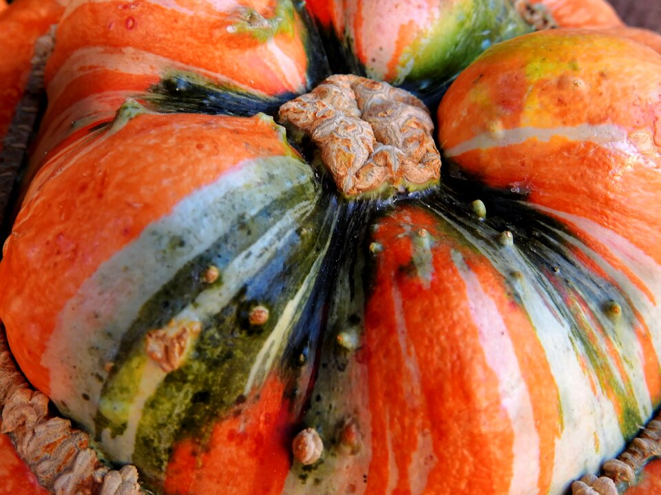 Decoration vegetables harvest