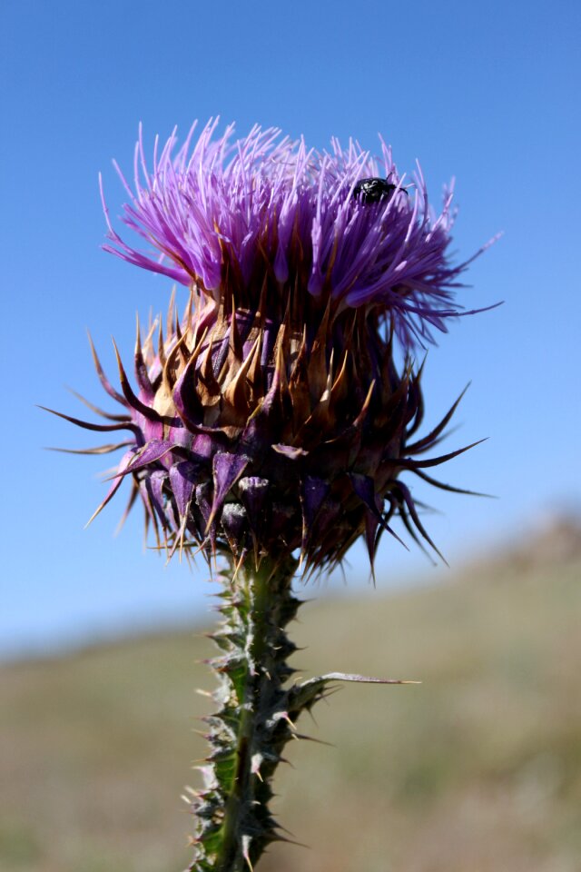 Flower plant nature