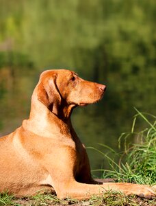 Purebred dog out summer