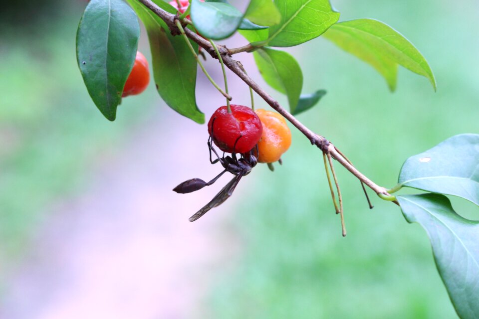 Hornet insects fruit