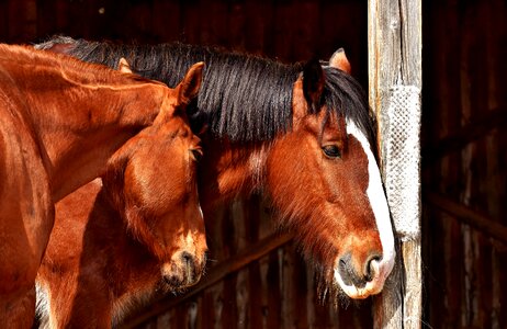 Shire horse animals two