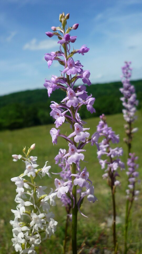White flowering plant small flowers