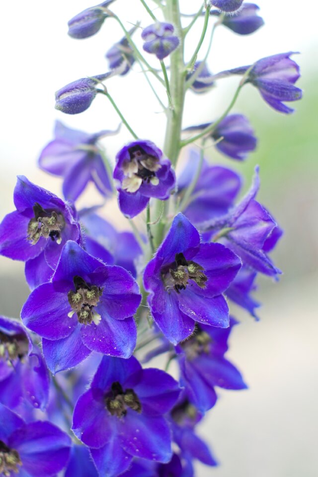 Violet purple garden plants
