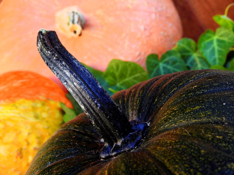 Decoration vegetables harvest