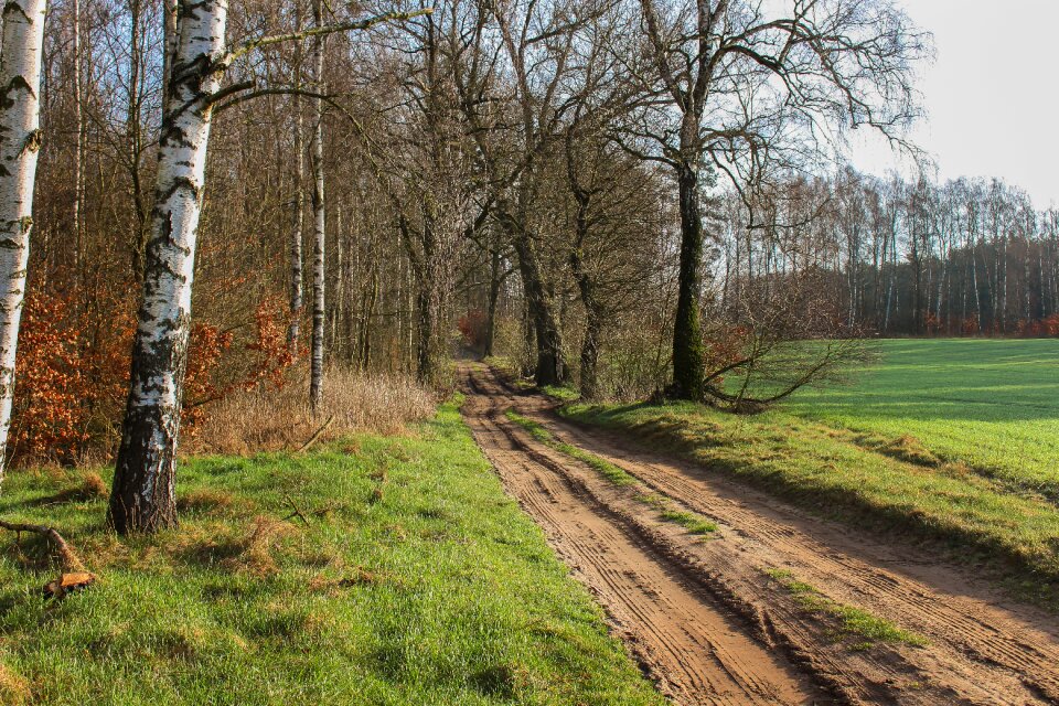 Nature green spring