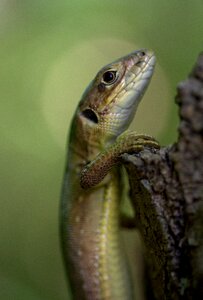 Reptile green guster