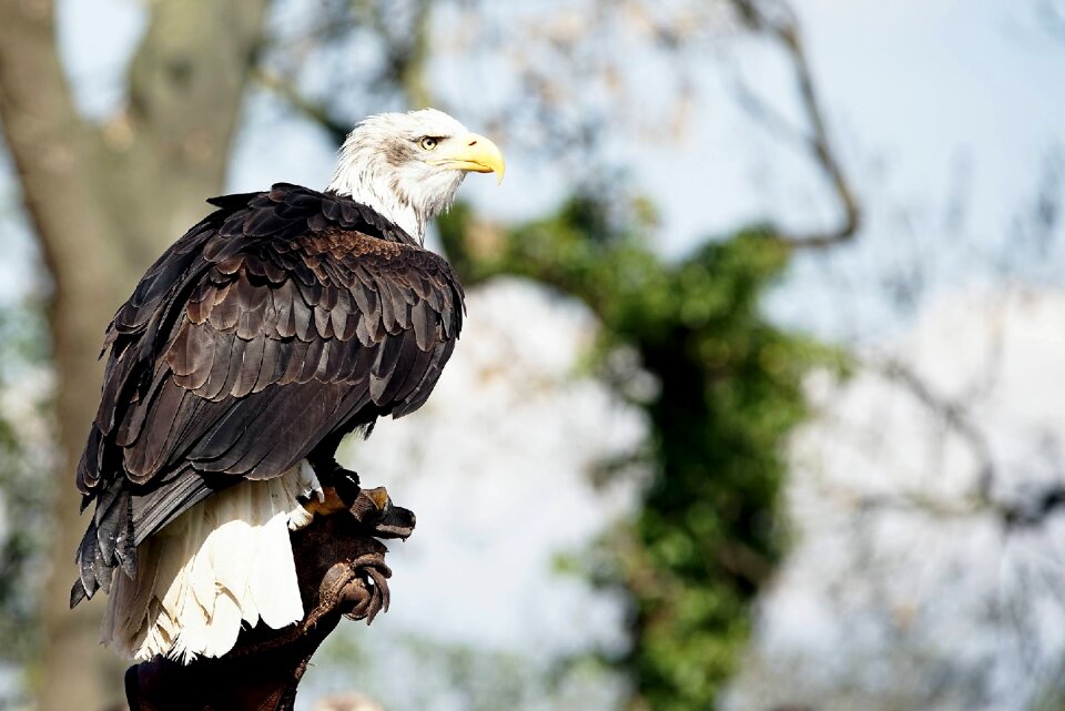 Raptor bird heraldic animal
