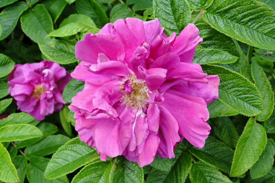 Nature closeup pink flower