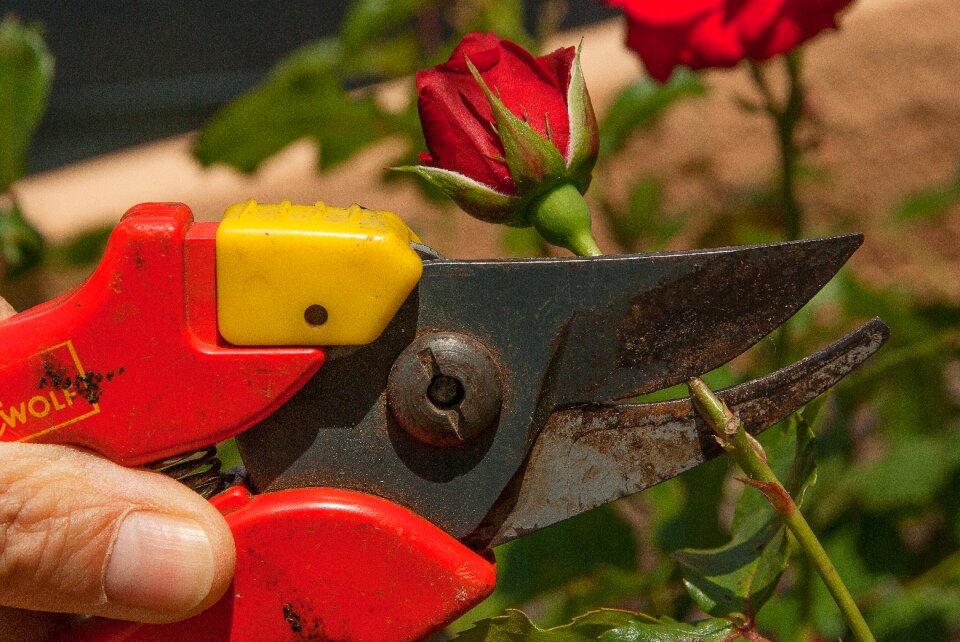 Gardener size roses