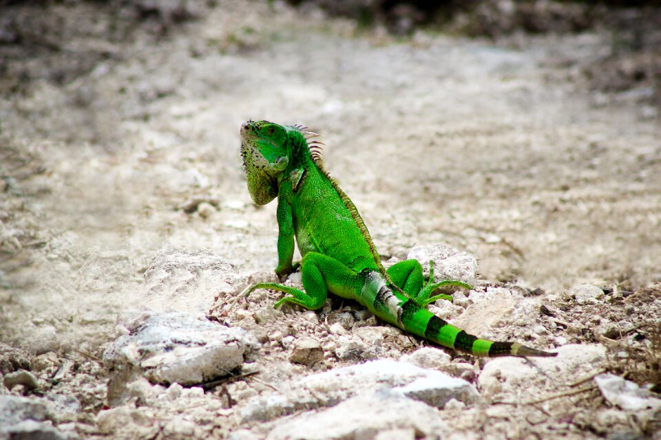 Animal wild reptile