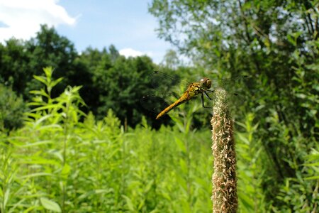 Green nature landscape photo