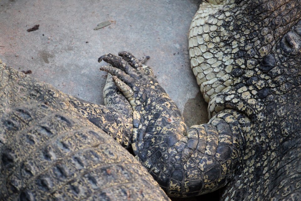 Nature reptile alligator
